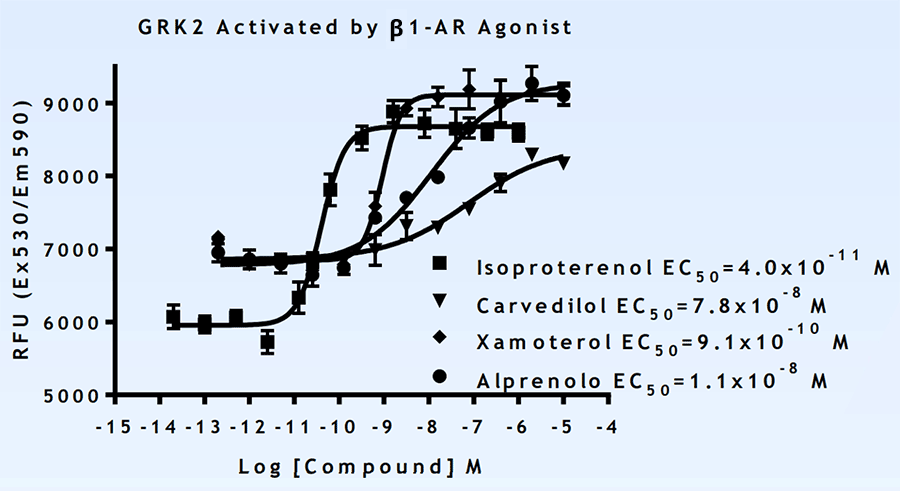 GRK2 Activated by β1-AR Agonist