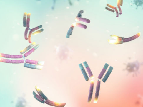 短納期・ハイスループット リコンビナント抗体受託作製サービス