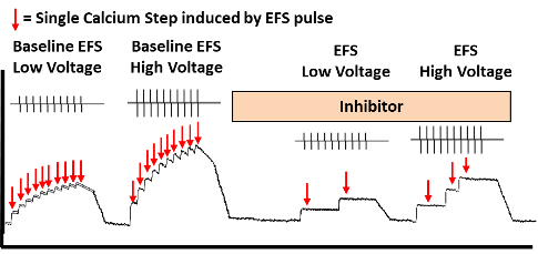 ヒト後根神経節ニューロンにおけるカルシウムトランジェント記録の模式図