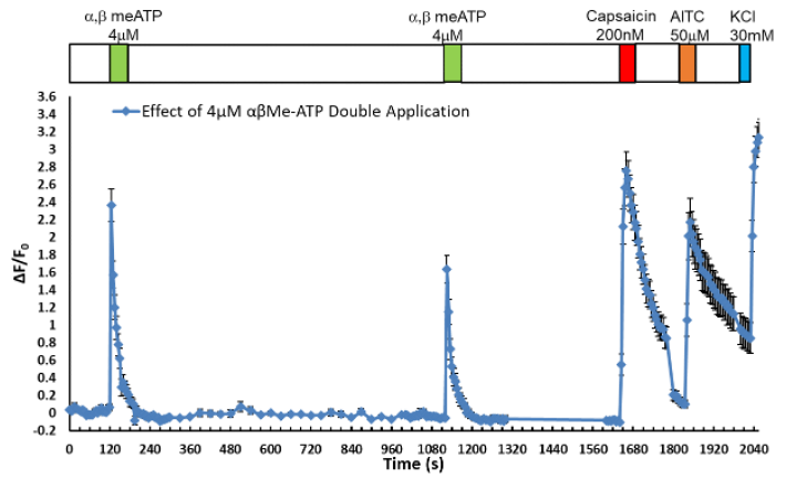 カルシウムトランジェントの活性化