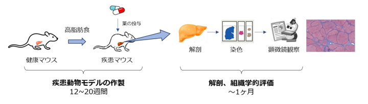 図2. 現行の疾患モデルにおける課題