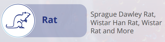 Rat