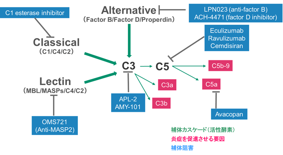 Complement cascade and complement inhibitors