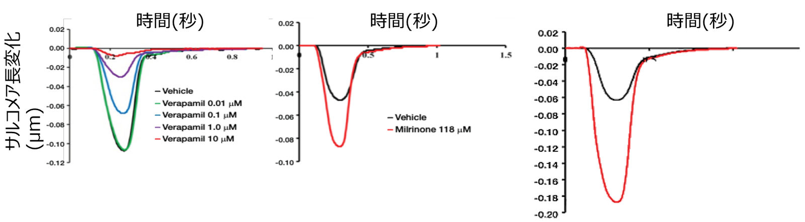 ヒト初代心筋細胞を用いた陽性および陰性変力作用の検出