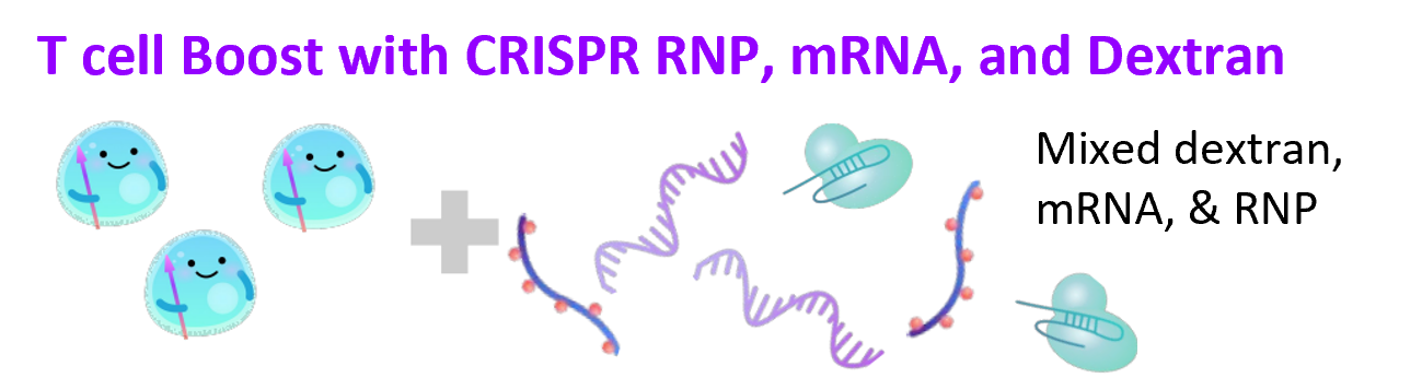T cell Boost with CRISPR RNP, mRNA, and Dextran