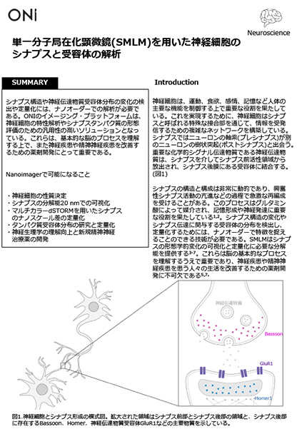 SMLMを用いた神経細胞のシナプスと受容体の解析 application_note