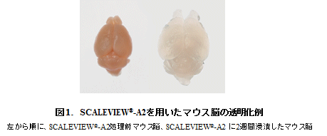 SCALEVIEW_01.gif