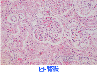 ヒト腎臓の染色例