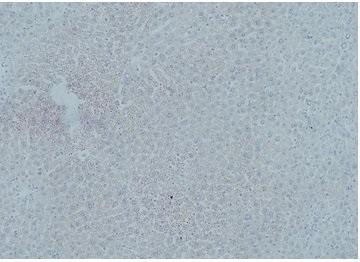 マウス　正常肝臓のオイルレッドO染色例
