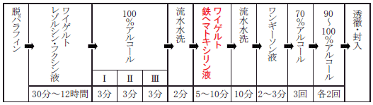 エラスチカ・ワンギーソン染色　実験手順