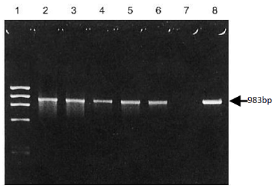 PCRによるラット遺伝子の検出例