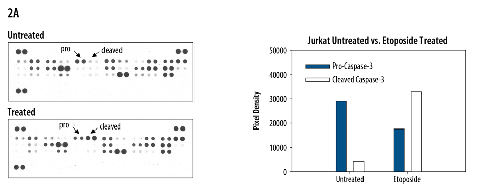 Figure 2: Jurkat human acute T cell leukemia cells were either untreated or treated with 25 µM etoposide for 6 hours