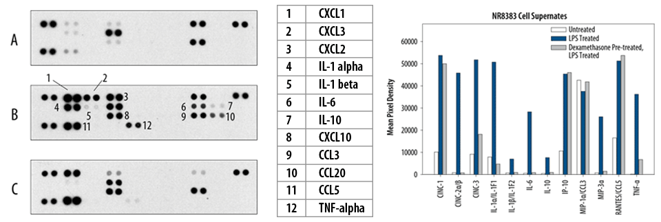 The Rat Cytokine Array detects multiple analytes in cell culture supernates.
