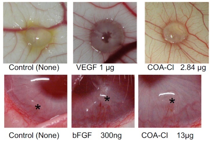 ニワトリ漿尿膜（CAM）とウサギ角膜を用いた血管新生促進作用確認例