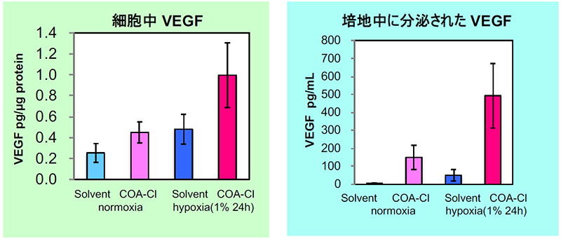 正常ヒト線維芽細胞におけるVEGF産生分泌促進作用確認例