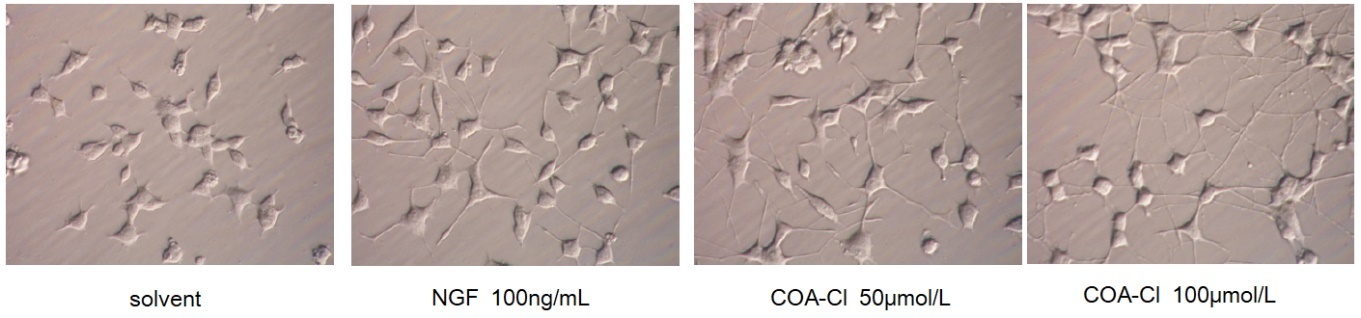 神経モデル細胞（PC12 ）における突起伸長（96時間後）：神経栄養作用
