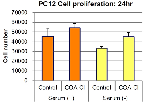 神経モデル細胞（PC12）の培養例：代替血清としての可能性