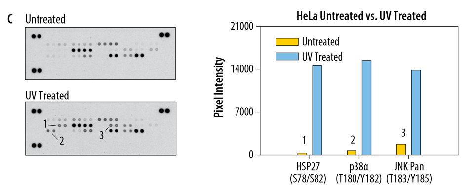 HeLa human cervical epithelial carcinoma cells were either untreated or exposed to 150 J/m2 of UV light followed by a 30 minute recovery period before lysis