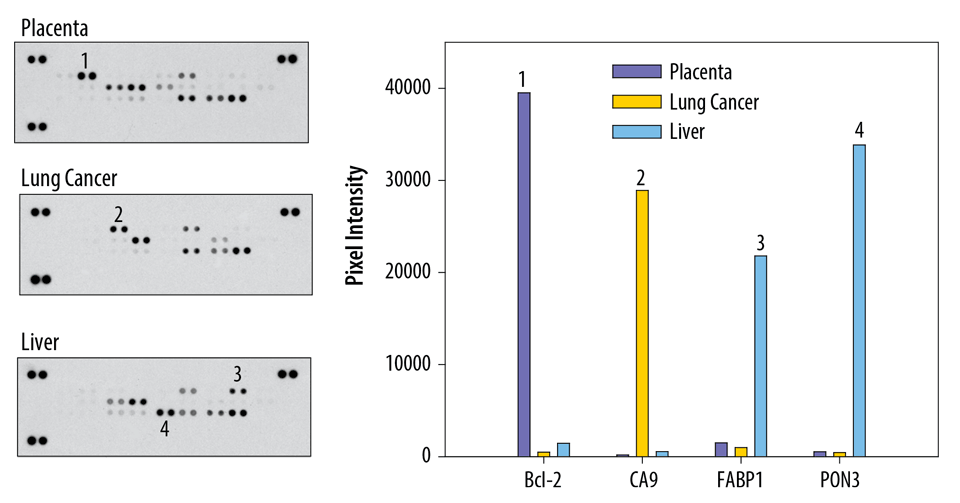 The Human Cell Stress Array detects multiple analytes in tissue lysates. 300 µg of tissue lysate was run on each array. Data shown are from a 5 minute exposure to X-ray film