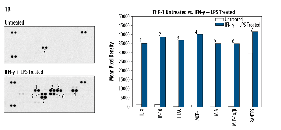 THP-1 human acute monocytic leukemia cells were untreated or treated with 1 µg/mL recombinant human IFN-gamma for 8 hours, followed by the addition of 1 µg/mL LPS for 16 hours.