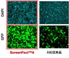 従来品よりもGFP陽性細胞を多く獲得できるリポソーム (Screen<i>F</i>ect™A) を確認できた。