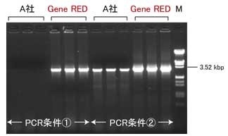 コロニーPCRによるインサート（3.0 kbp）の確認