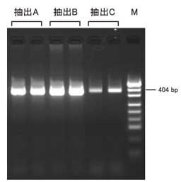 マウステール抽出DNA のPCR 増幅
