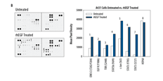 Figure 1B:Jurkat human acute T cell leukemia cells were incubated with a mouse monoclonal anti-CD3ε antibody or mouse IgG1 isotype control followed by incubation with a goat anti-mouse antibody for 5 minutes. 100 µg of lysate was run on each array.