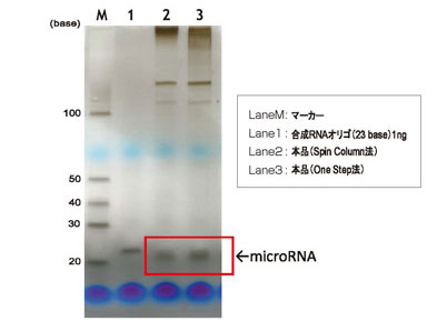 図1. ヒトK562細胞から精製したmicroRNAの銀染色による検出