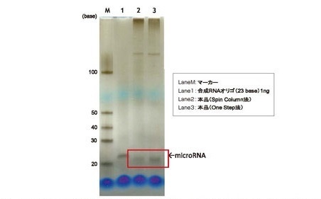 図1. マウスP388D1細胞から精製したmicroRNAの銀染色による検出