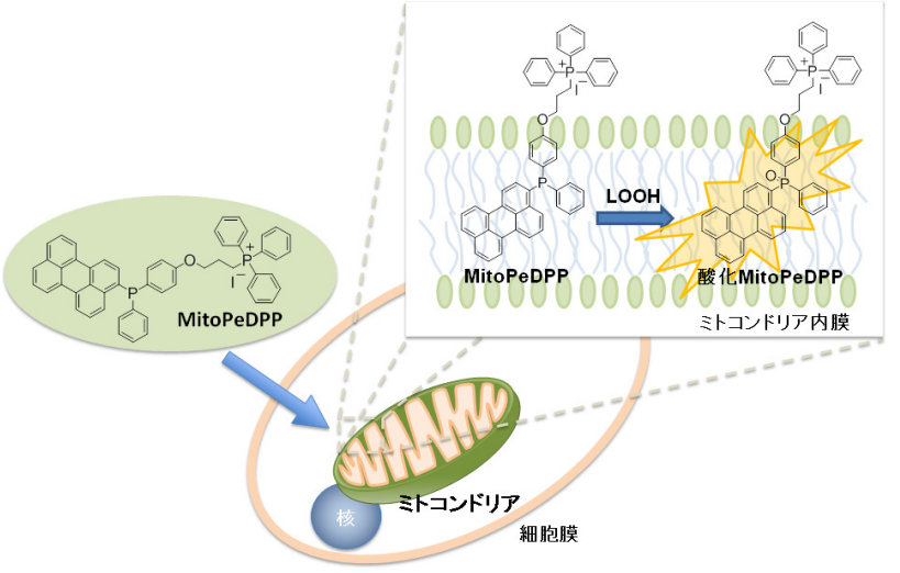 MitoPeDPP・MitoPeDPP・346-91721【詳細情報】｜【ライフサイエンス