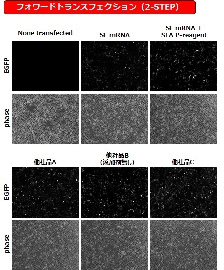 HeLa細胞へのEGFP mRNAトランスフェクション
