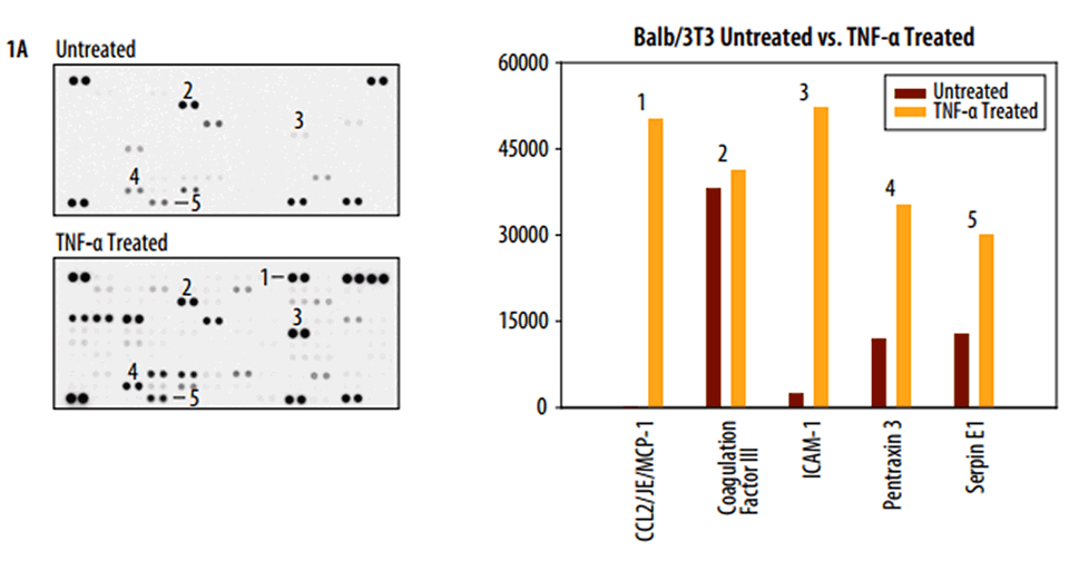 Figure 1. Lysates from Balb/3T3 mouse embryonic fibroblast cells were untreated or treated with 100 ng/mL of recombinant mouse TNF-alpha for 24 hours.