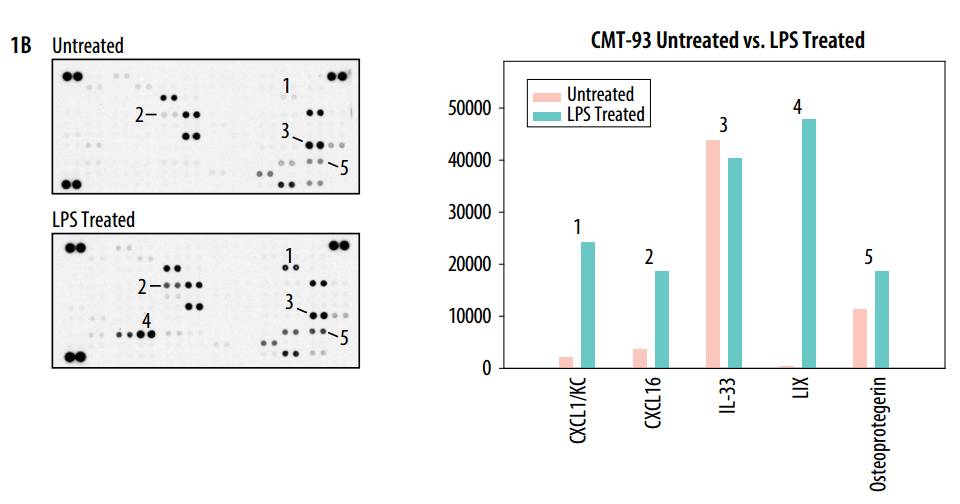 Figure 2. Lysates from CMT-93 mouse rectal carcinoma cells were untreated or treated with 100 ng/mL LPS for 24 hours