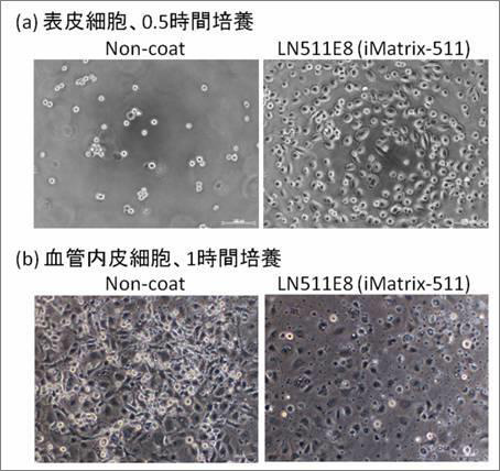 使用例：(a) 表皮細胞、0.5時間培養　(b) 血管内皮細胞、1時間培養