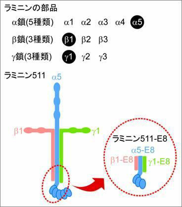 ラミニンの部品