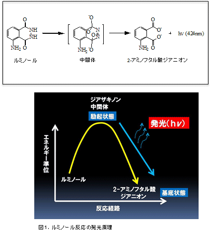 図1．ルミノール反応の発光原理