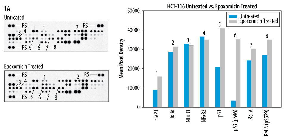 HCT-116 Untreated vs. Epoxomicin Treated