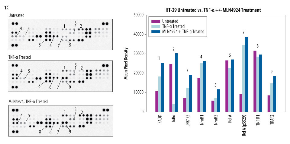 HT-29 Untreated vs. TNF-alpha +/- MLN4924 Treatment