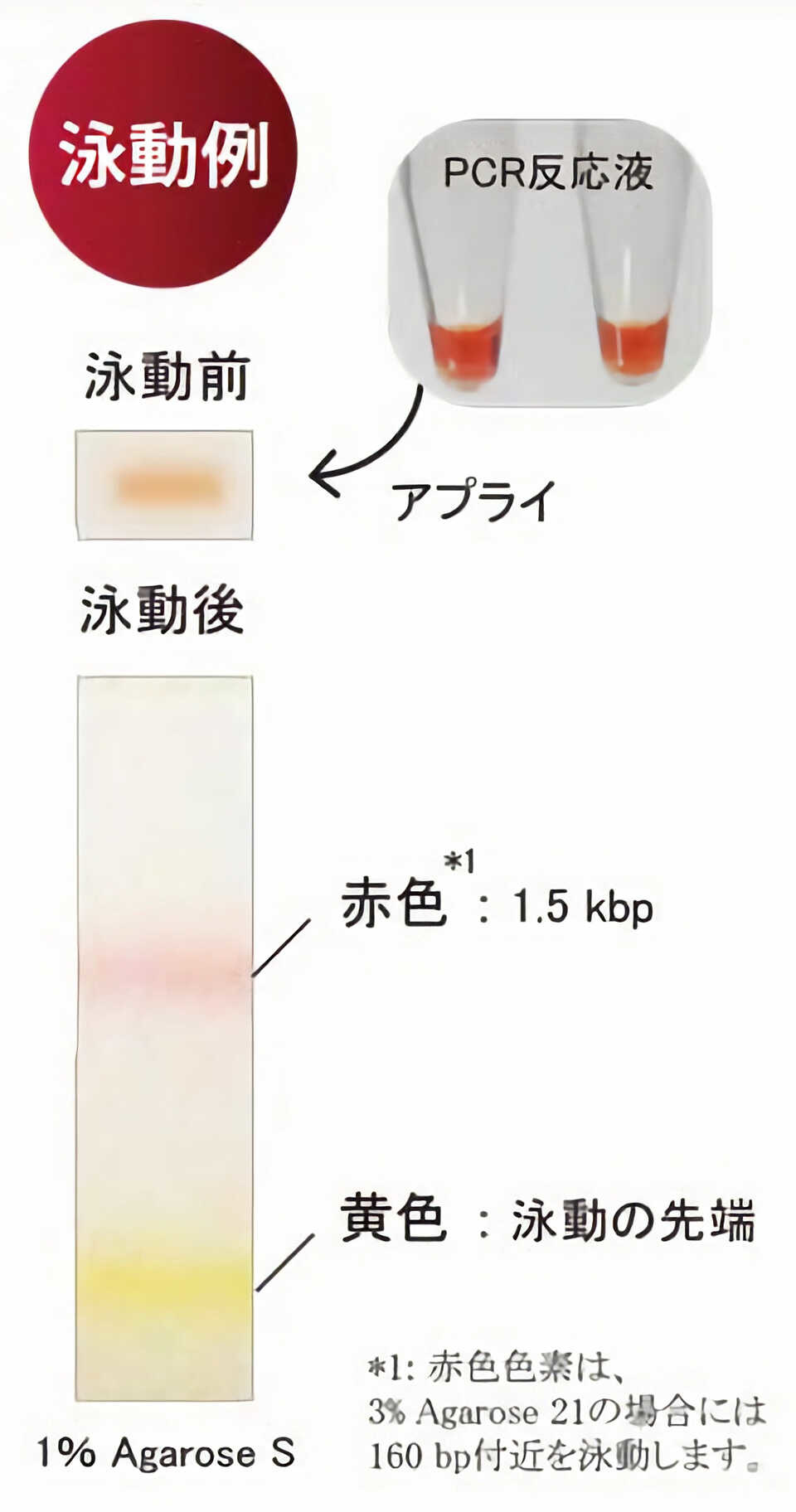 図：泳動例