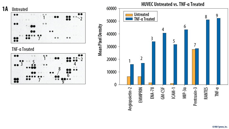 Figure 1A. HUVEC human umbilical vein endothelial cells were untreated or treated with 100 µg/mL recombinant human TNF-alpha for 24 hours.
