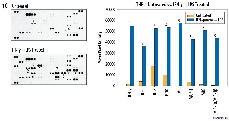 Figure 1C. THP-1 human acute monocytic leukemia cells untreated or treated with 1 µg/mL of recombinant human IFN-gamma (Catalog #285-IF) for 16 hours and 1 µ/mL of LPS for 8 hours.
