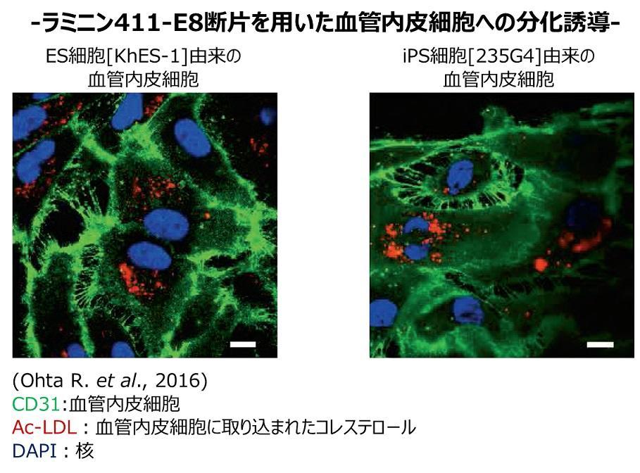 ラミニン411-E8断片を用いた血管内皮細胞への分化誘導