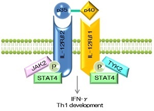 IL-12はIFN-γの産生を誘導する