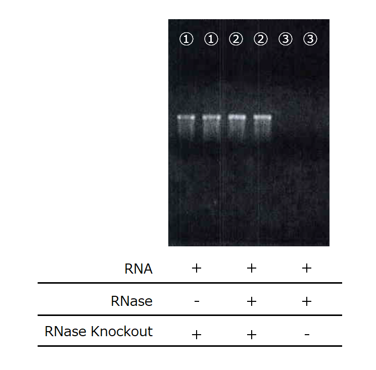 RNase不活性化効果の検証