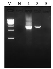 マウス糞便からのDNA抽出と16S rRNA遺伝子領域の増幅