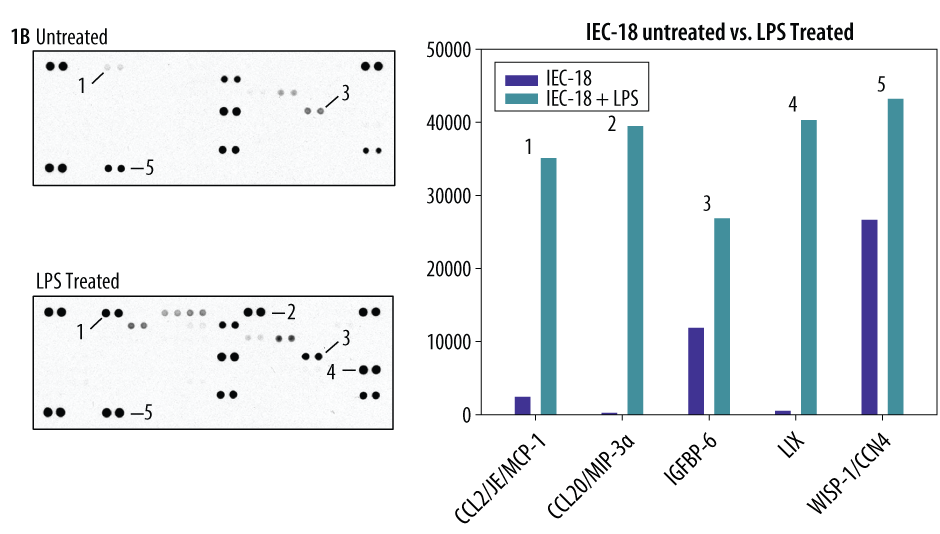 Figure 1B:IEC-18 rat intestinal epithelial cells were left untreated or treated with 1 μg/mL LPS for 24 hours (500 μL of cell culture supernate, 5 minute exposure).