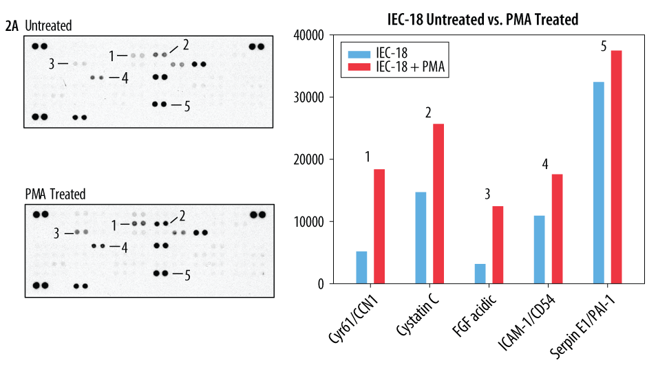 Figure 2A: Lysates from IEC-18 rat intestinal epithelial cells were left untreated or treated with 100 ng/mL PMA for 24 hours (200 μg lysate, 5 minute exposure.