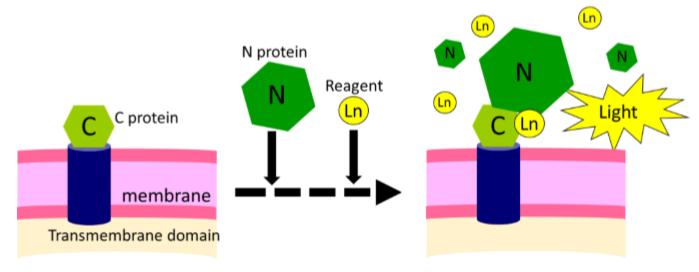 図 2. タンパク質の細胞内移行解析方法