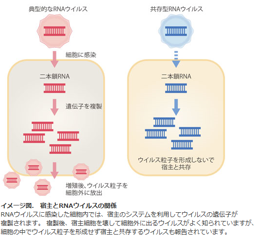 イメージ図：宿主とRNAウイルスの関係